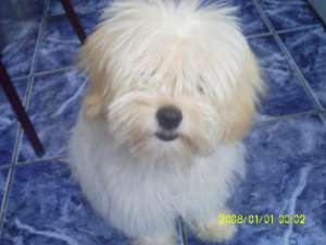 vand bichon maltez