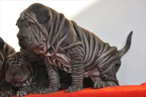 PUI SHAR PEI NEGRII SUPER RIDATI