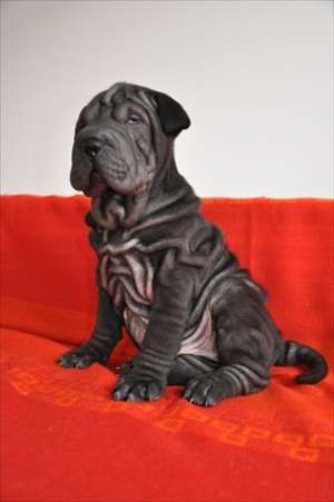PUI SHAR PEI NEGRII SUPER RIDATI