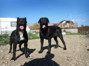 Vand cane corso,  200E,  superbi.