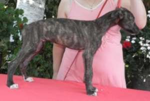 tot timpul anului OGAR ENGLEZ  GREYHOUND de curse