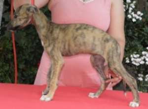 tot timpul anului OGAR ENGLEZ  GREYHOUND de curse