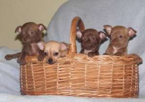 ACUM Disponibili pui Chihuahua
