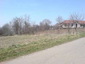 Pamint de vinzare
