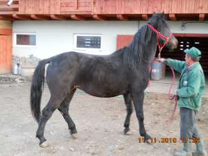cai de rasa