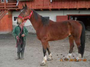 cai de ras