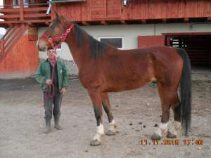 cai de ras