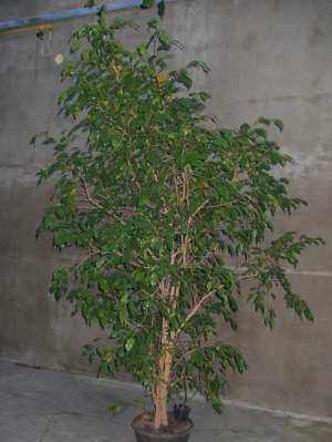 Plante Exotice Mari