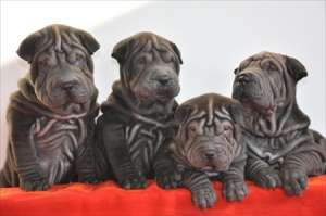 PUI SHAR PEI SUPERBI SUPER OFERTA