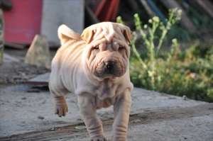 PUI SHAR PEI SUPERBI SUPER OFERTA