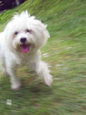 Bichon maltez caut fetita pentru imperechere