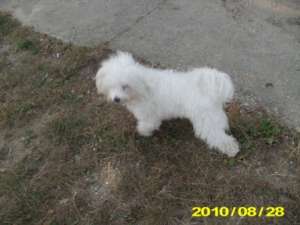 Bichon maltez caut fetita pentru imperechere