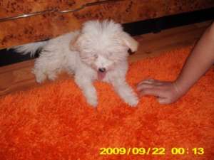 Bichon maltez caut fetita pentru imperechere