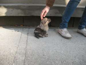 Ofer spre adoptie