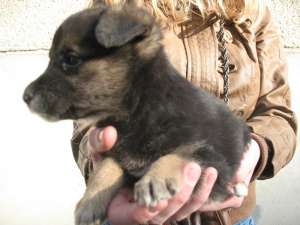 Ofer spre adoptie