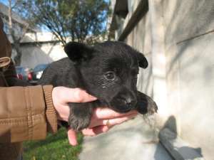 Ofer spre adoptie