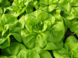 salata verde
