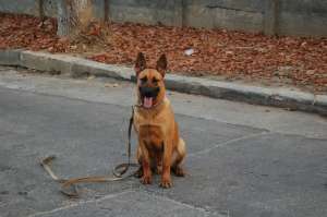 CIOBANESC BELGIAN MALINOA PEDIGREE