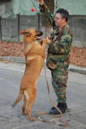 CIOBANESC BELGIAN MALINOA PEDIGREE
