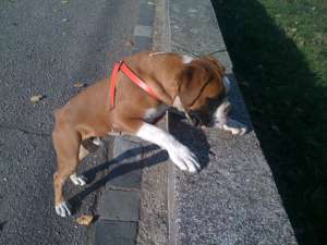 Vand Boxer 6 luni