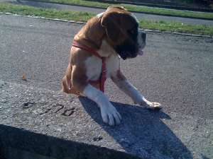 Vand Boxer 6 luni