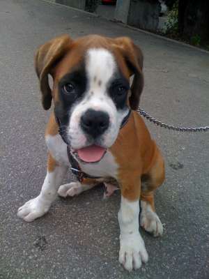 Vand Boxer 6 luni