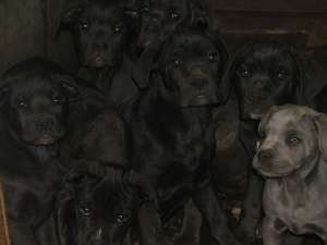catei cane corso de vanzare