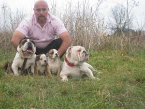 vand catei bulldog englez