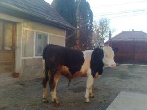 taur de vanzare