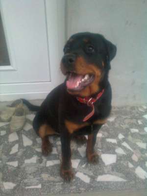 vand pui de rottweiler