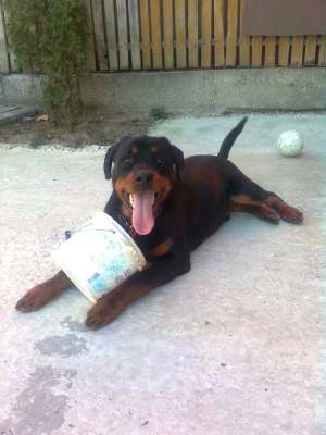 vand pui de rottweiler