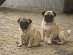 vand catei mops