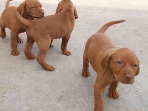 Bebe Vizsla