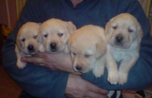pui labrador