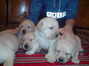 pui labrador