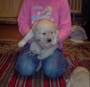 pui labrador