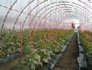VAND SOLARIU PT LEGUME SI FLORI
