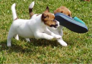 pui Jack Russell sunt