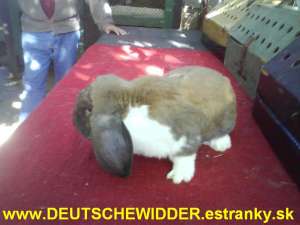 Marele BELGIAN