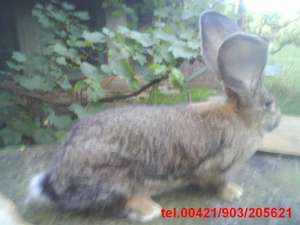Marele BELGIAN