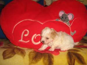 Bichon Maltez de vanzare