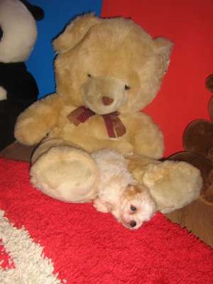 Bichon Maltez de vanzare