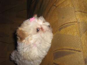 Bichon Maltez de vanzare
