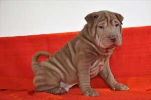 SHAR PEI PUI DEOSEBITI