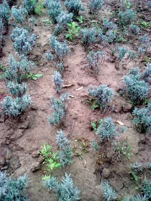 butasi de lavanda. ginkgo biloba, 