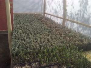 butasi de lavanda. ginkgo biloba, 
