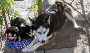 Vand pui husky