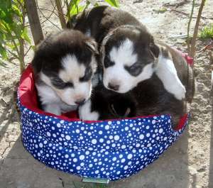 Vand pui husky