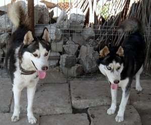 Vand pui husky