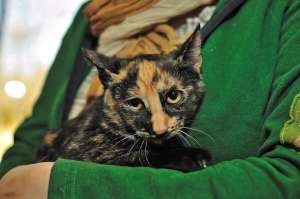 Polly,  pisicuta tortie,  3 luni